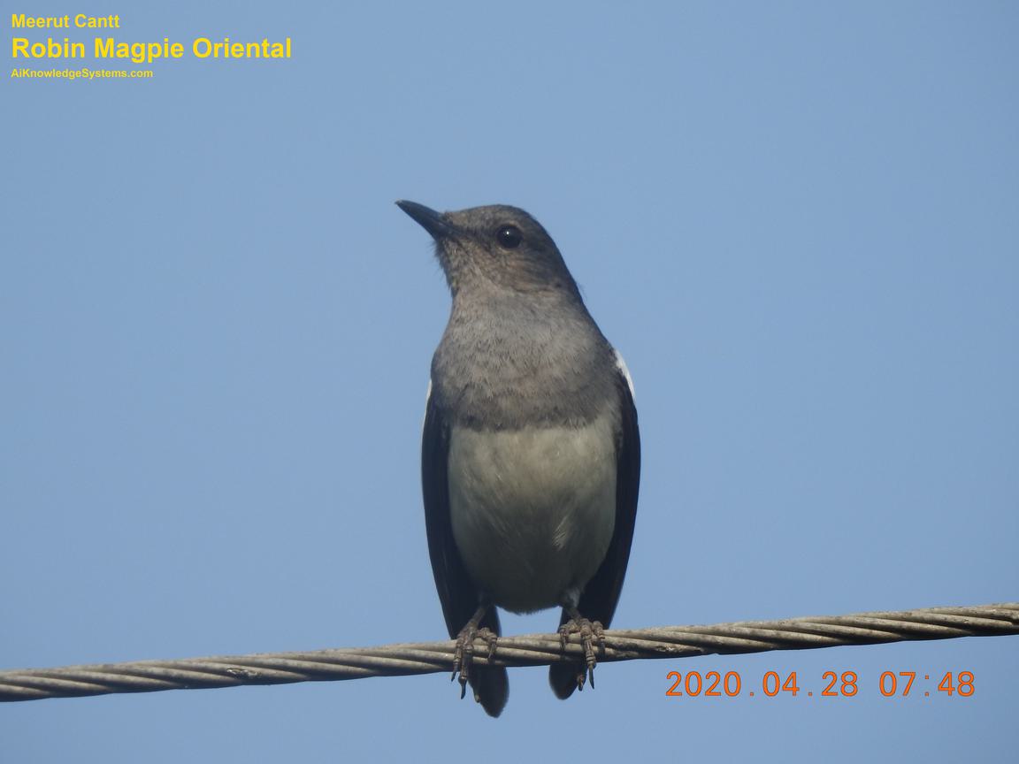 Magpie Robin (77) Coming Soon